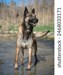 picture of a purebred belgian sheepdog malinois in the river