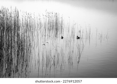 Picture of Pusiano lake with his reeds and acquatic birds in black and white