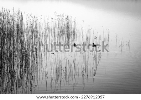 Picture of Pusiano lake with his reeds and acquatic birds in black and white