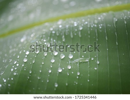 Similar – green grün Blatt Pflanze