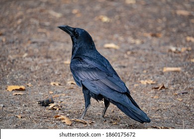 Picture Of A Raven, Close Up