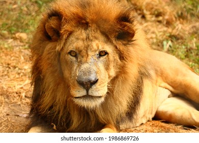 Picture Of A Reclining Old Alpha Male Lion.