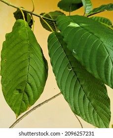 Picture Of Red Vein Mitragyna Speciosa Leaves Used In Traditional Asian Medicine