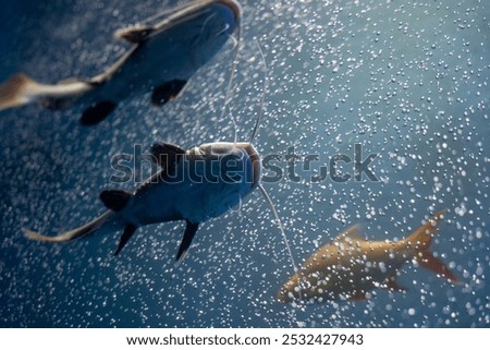 A picture of Redtail catfish (Phractocephalus hemioliopterus) which is a freshwater fish.