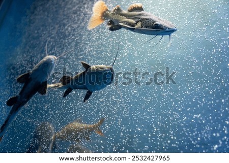 A picture of Redtail catfish (Phractocephalus hemioliopterus) which is a freshwater fish.