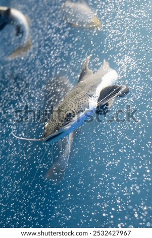 A picture of Redtail catfish (Phractocephalus hemioliopterus) which is a freshwater fish.