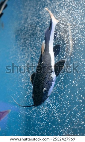 A picture of Redtail catfish (Phractocephalus hemioliopterus) which is a freshwater fish.