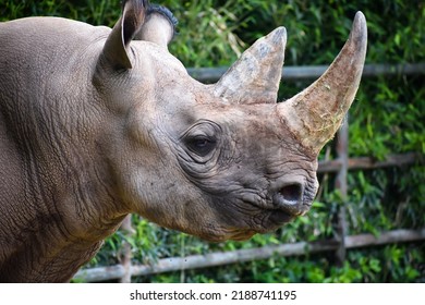 Picture Of A Rhinoceros Head.