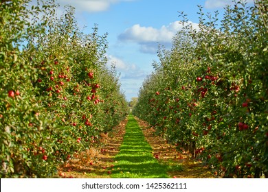 picture of a Ripe Apples in Orchard ready for harvesting,Morning shot  - Shutterstock ID 1425362111