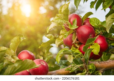 picture of a Ripe Apples in Orchard ready for harvesting,Morning shot - Shutterstock ID 2206176181