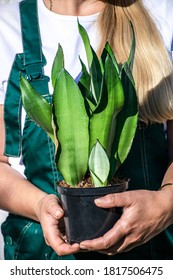 Picture Of Sansevieria Moonshine Plant.