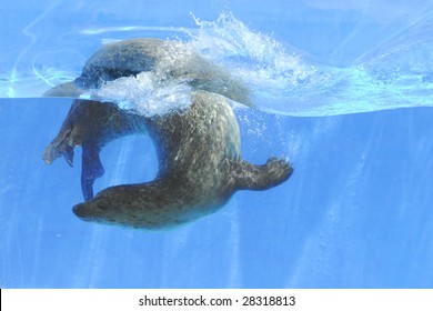 Picture Of A Seal Swimming Under Water