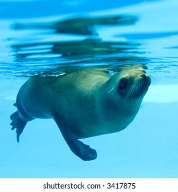 Picture Of A Seal Swimming Under Water