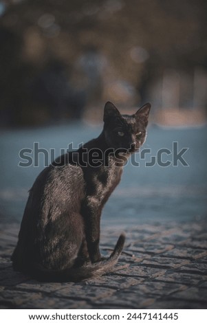A picture of serenity personified. A sleek black cat sits regally, its posture composed and gaze fixed directly on the camera. Its inky fur gleams in the light, highlighting every elegant curve of its