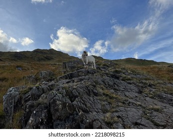 A Picture Of A Sheep On Snowdon Mountain