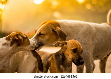 Picture Showing Love , Parental Live, Emotions, Brother Hood And The Poor Condition Of Living Of The Street Animals/dogs Now A Days.