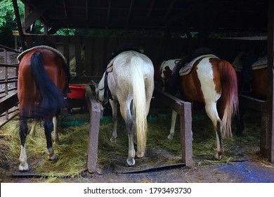 Picture Showing The Rear End Of Some Horses