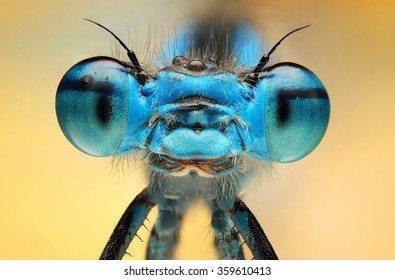 The picture shows a beautiful  damesfly Enallagma cyathigerum. Macro Shot.