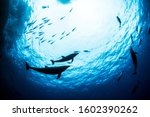 Picture shows a Bottlenose Dolphin during a scuba dive in Mexico