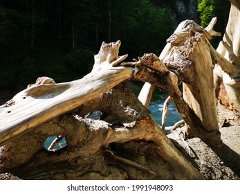 The picture shows a broken tree trunk lying in front of a river. The tree bark has already been removed and the bare branches are peeking out.