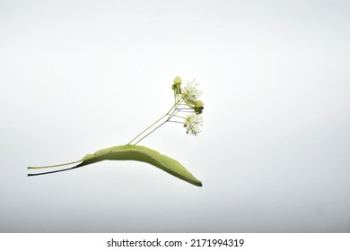 The picture shows a close-up of umbellate inflorescences of linden and an oblong green stipule. - Shutterstock ID 2171994319