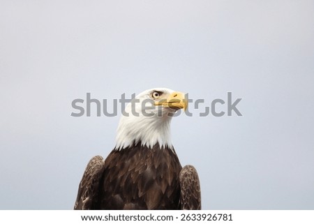 The Picture shows an Eagle in front of a simple background 