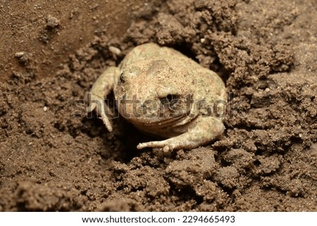 The picture shows a frog that hibernates in winter and for this it burrows into the ground.