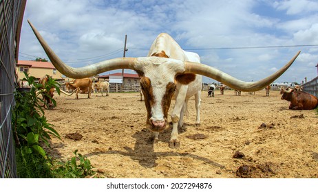 Picture shows a Longhorn at Fort Worth, Texas