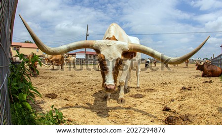 Picture shows a Longhorn at Fort Worth, Texas