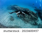 Picture shows a Manta Ray at Isla Revillagigedos, Mexico