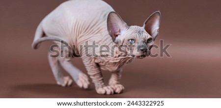 The picture shows a Sphynx cat, a unique type of cat characterized by its hairless skin and large, green eyes.