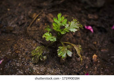It is picture of single baby plant.  - Shutterstock ID 1719900184