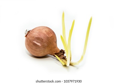 A picture of a single germinating onion with scions. - Shutterstock ID 1037971930