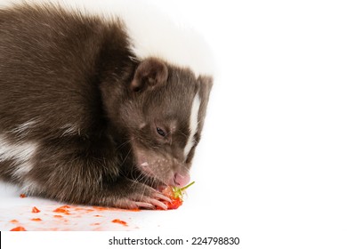 Picture Of A Skunk Eating A Strawberry On A White Background 