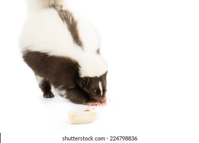 Picture Of A Skunk Eating A Strawberry On A White Background 