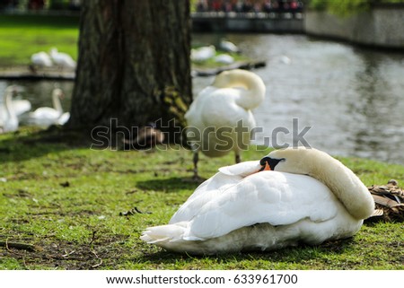 The Sleeping Swans >> Picture Sleeping Swan By Water Channel Stock Photo Edit Now The Sleeping Swans >> Picture Sleeping Swan By Water Channel Stock Photo Edit Now