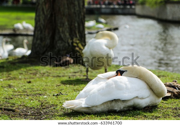 The Sleeping Swans >> Picture Sleeping Swan By Water Channel Stock Photo Edit Now 633961700 The Sleeping Swans >> Picture Sleeping Swan By Water Channel Stock Photo Edit Now 633961700