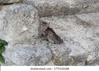 Picture Of A Small Black And Grey Striped, Stray And Starving Baby Cat On A Grey Stone Staircase In Italy.