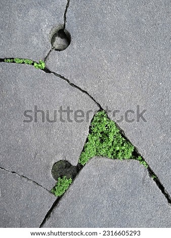 Picture of small grass that grows along the cracks of the broken cement floor.
