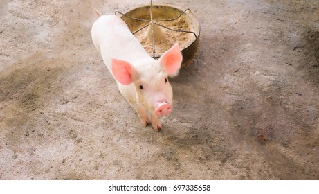 Picture Of A Small Piglet And Animal Feed, In Swine In The Stall, In Thailand Farm. 