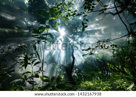 Similar – Image, Stock Photo sunrays Environment Nature