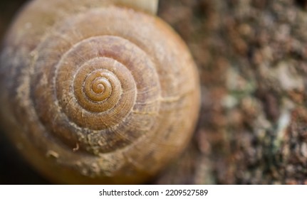 Picture Of Snail Shell Circle