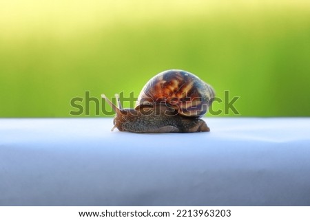 a picture of a snail shell sturcture 