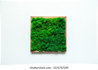 Picture of stabilized moss on a white textured wall. Modern interior design trend.