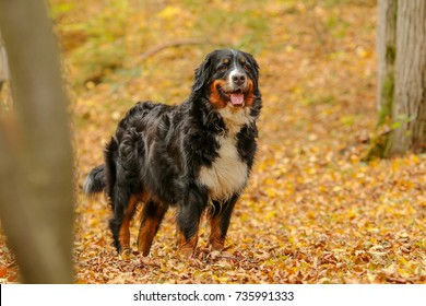 A picture of an standing adult Bernese Mountain Dog during the walk among the leaves in the autumn forest. 