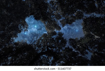 A Picture Of Starry Night Sky Over The Tree Tops