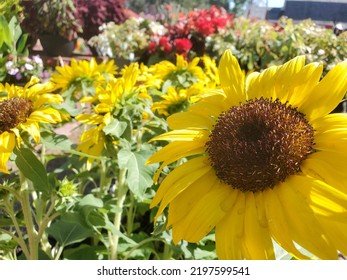 Picture Of A Sunflower In The Saskatoon Berry Farm.