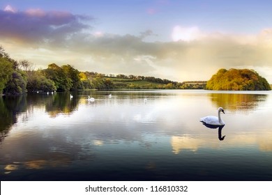 Picture of a Swan on a Lake in the Scottish Highlands