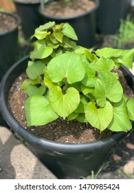 Picture Of A Sweet Potato Plant