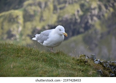 Picture Taken On The Top Of Snowdon Mountain